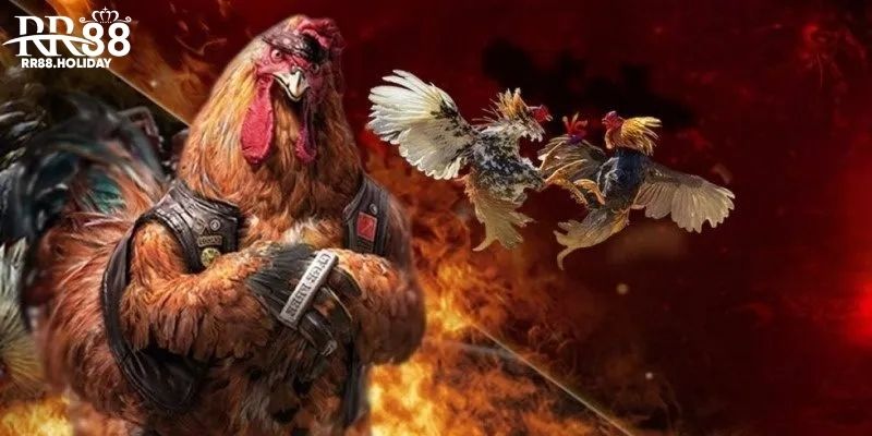 Các loại đá gà nổi bật tại RR88