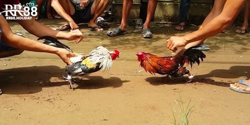 Cách tham gia đá gà RR88 cực dễ