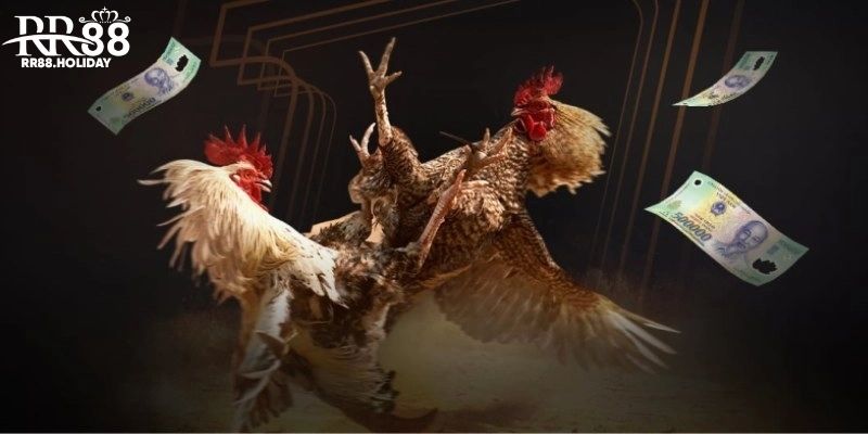 Tiêu chí chọn gà đá hay và chuẩn xác